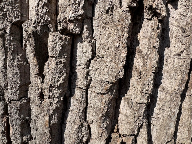 Photo a close up of a tree bark with a rough texture.