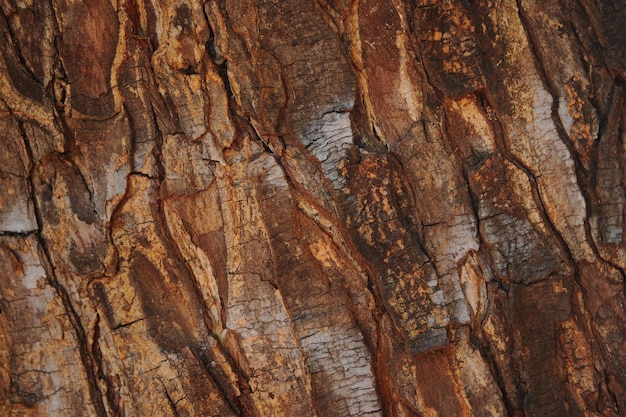 A close up of a tree bark with the word tree on it.