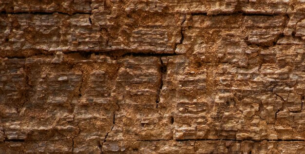 Photo a close up of a tree bark