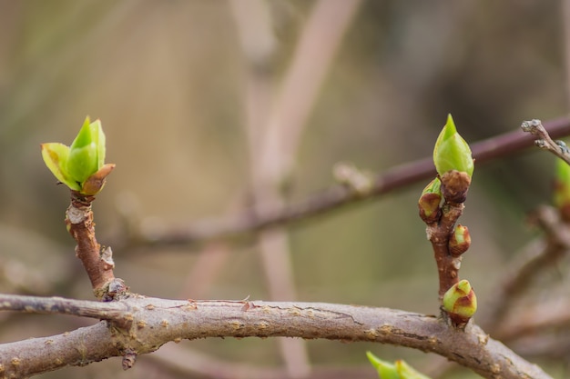 Close up of tree branch with first leaves buds. Spring background with copy space.