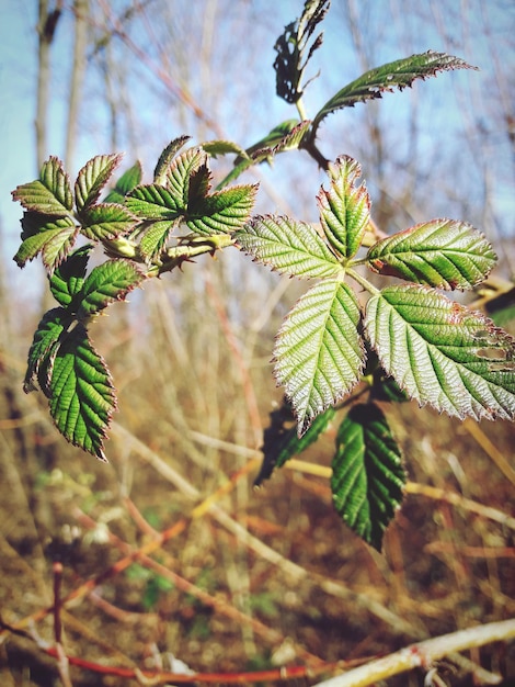 Photo close-up of tree branch