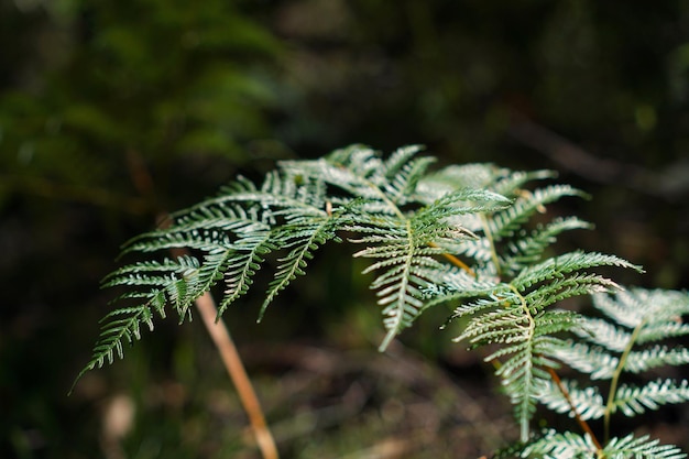 Close-up of tree branch