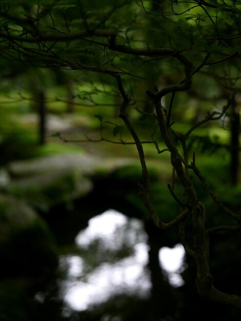 Foto prossimo piano del ramo dell'albero