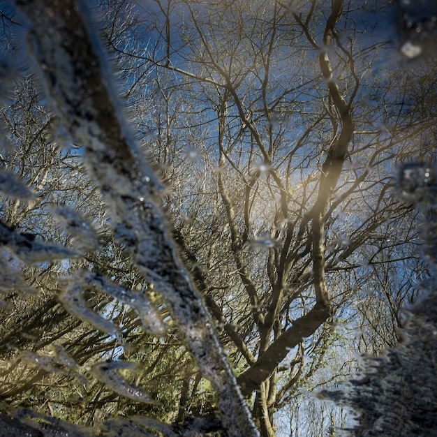 Foto prossimo piano dei rami degli alberi durante l'inverno