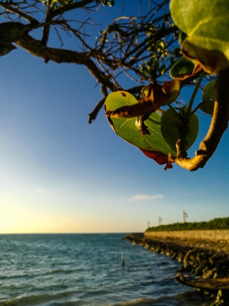 Close-up of tree by sea against clear sky