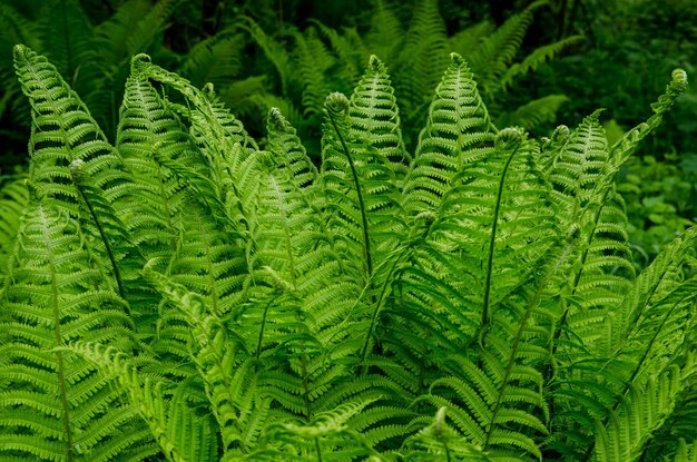 Photo close-up of tree ferns in forest