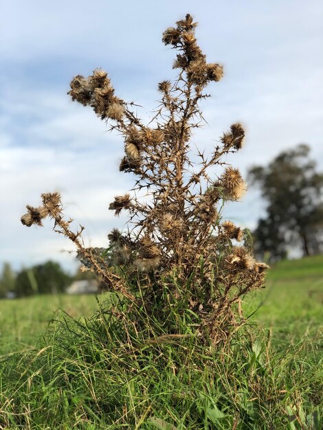 Foto close-up dell'albero sul campo contro il cielo