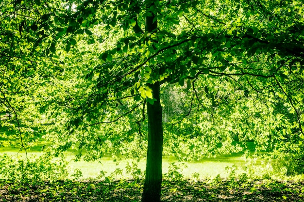 Prossimo piano di un albero nella foresta