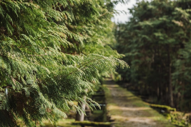 Close-up of tree in forest