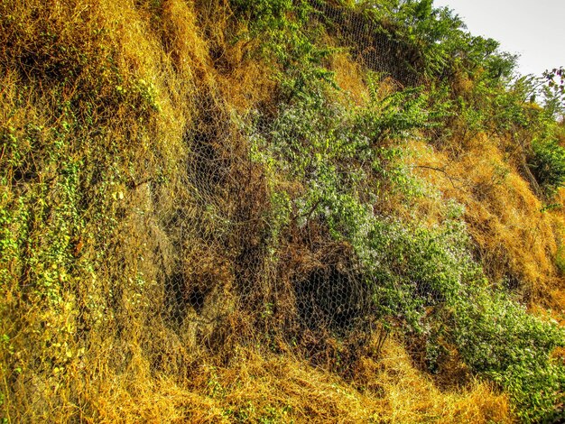 Close-up of tree in forest