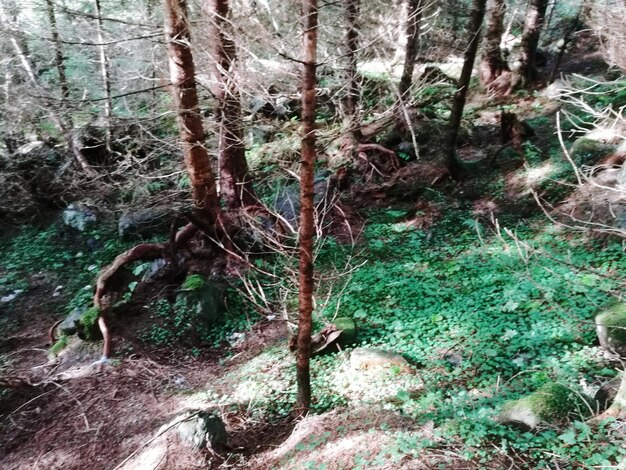 Close-up of tree in forest