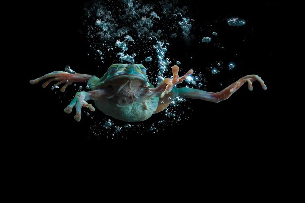 Photo close-up of tree frog swimming in water against black background