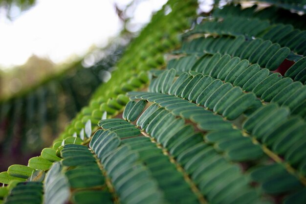 Close-up of tree in garden