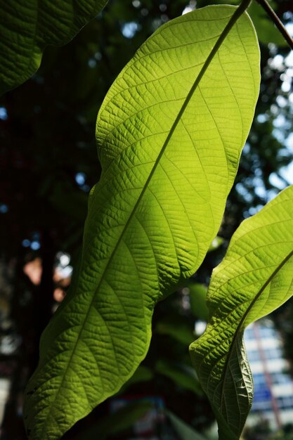 Close-up of tree leaves