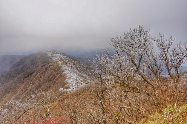 Foto close-up della montagna di alberi contro il cielo