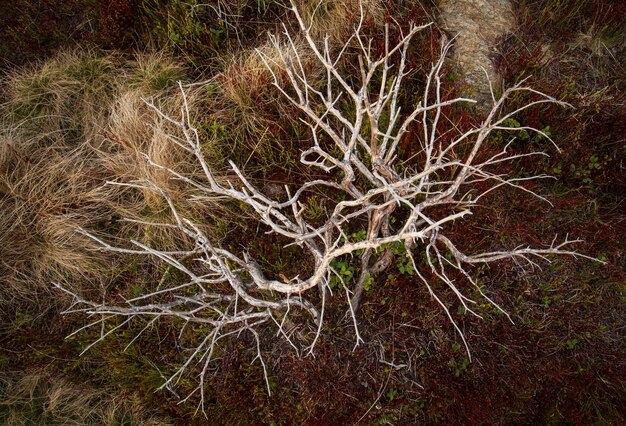 Foto close-up delle radici degli alberi sul campo nei monti rodnei