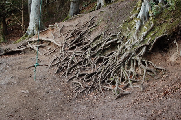 Foto close-up delle radici degli alberi nella foresta