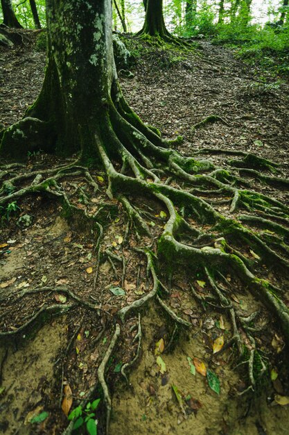 Close-up of tree roots