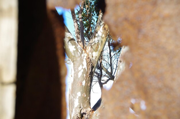 Foto avvicinamento dell'albero visto attraverso il buco