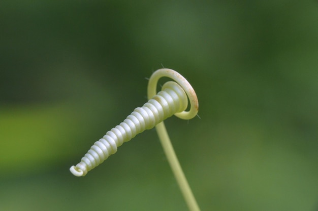 Foto prossimo piano della spirale dell'albero