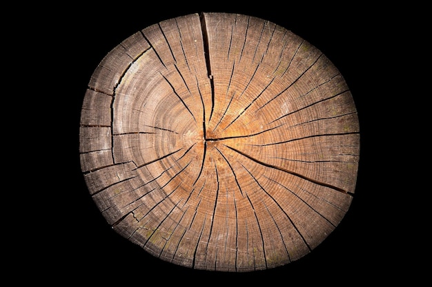 Close-up of tree stump against black background