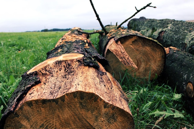 Close-up of tree stump on field