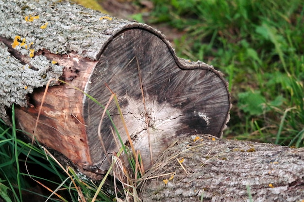 Photo close-up of tree stump on field