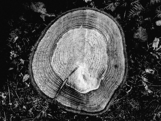 Photo close-up of tree stump on field