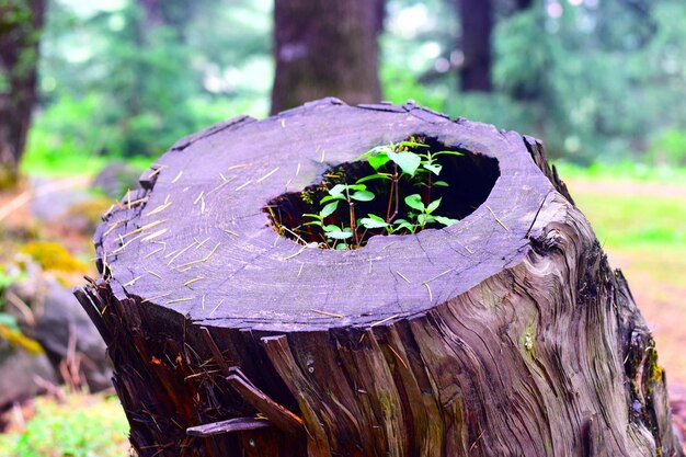 Close-up of tree stump in forest