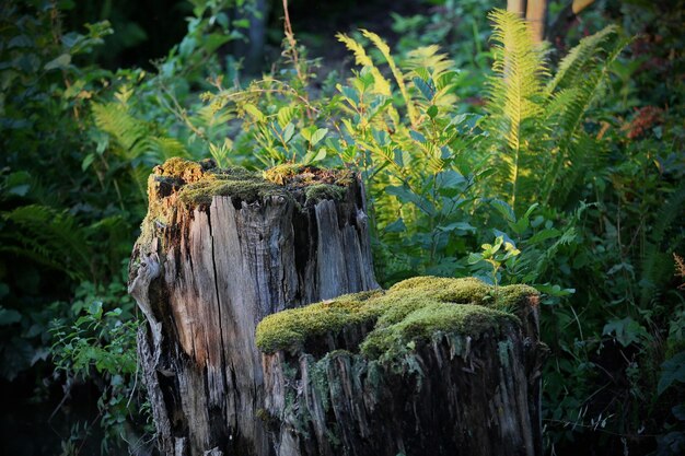 Close-up of tree stump in forest