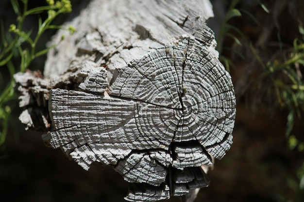 Foto close-up di un tronco d'albero nella foresta