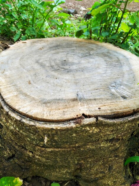 Close-up of tree stump in forest