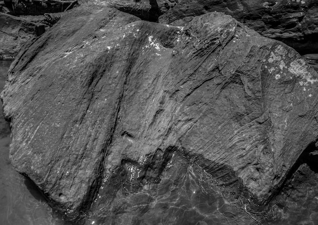 Photo close-up of tree stump on rock