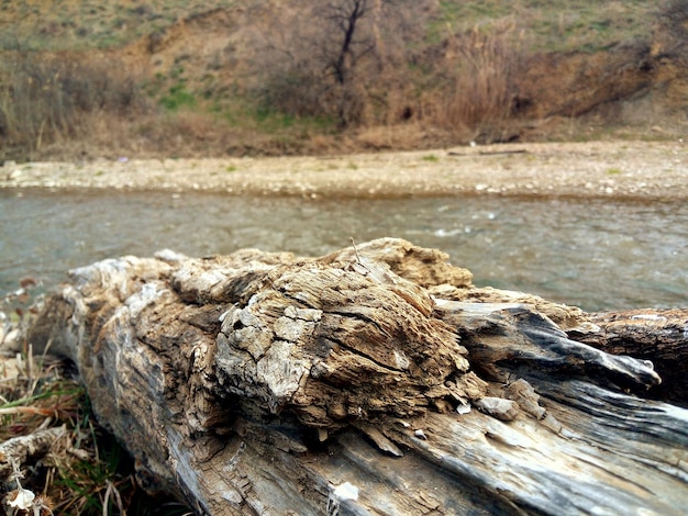 Close-up of tree stump