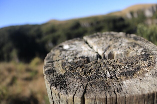 Close-up of tree stump