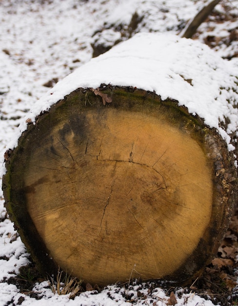 Close-up of tree stump