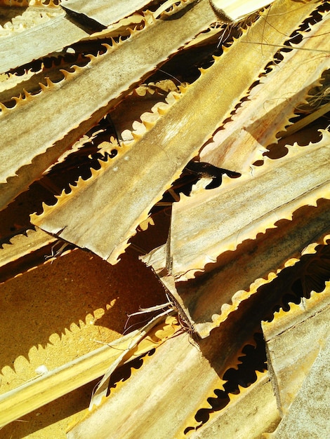 Photo close-up of tree stump