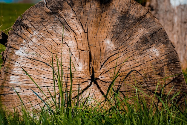 Foto prossimo piano del tronco dell'albero