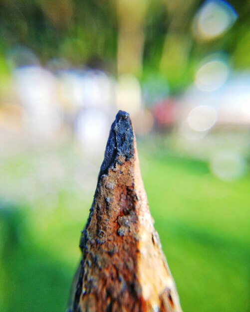 Close-up of tree stump