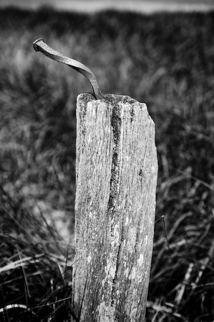 Photo close-up of tree stump