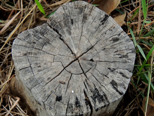 Close-up of tree stump