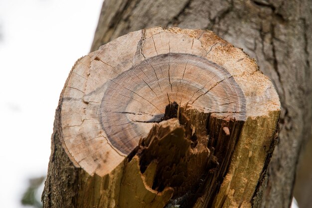 Close-up of tree stump