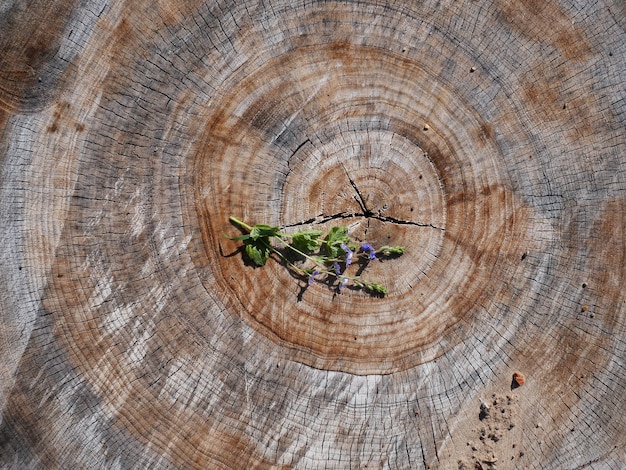 Photo close-up of tree stump