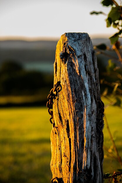 Photo close-up of tree stump