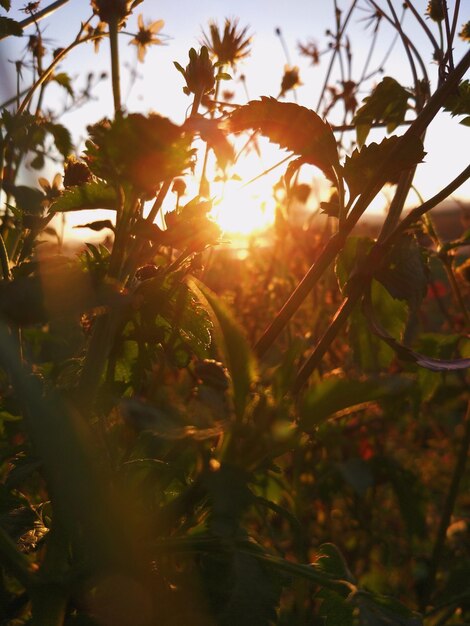 Close-up of tree during sunset