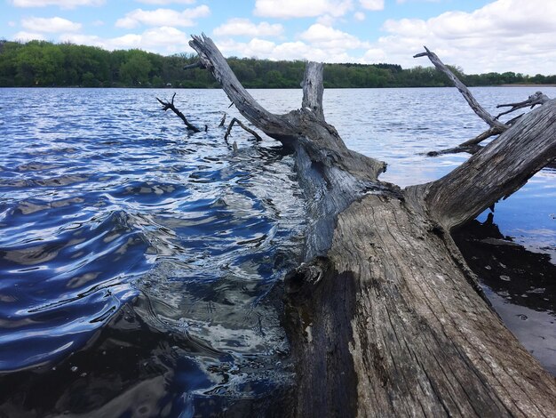 Close-up of tree trunk against sea