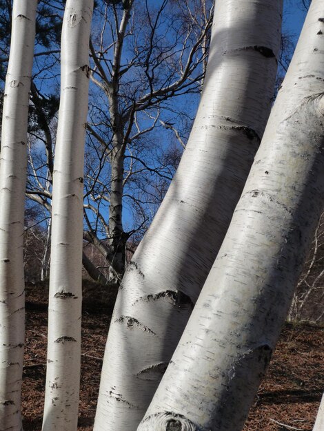 Close-up of tree trunk against sky