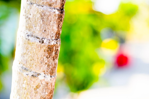 Close-up of tree trunk and background blur