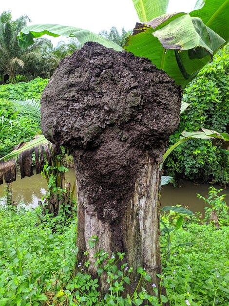 Close-up of tree trunk by plants in forest