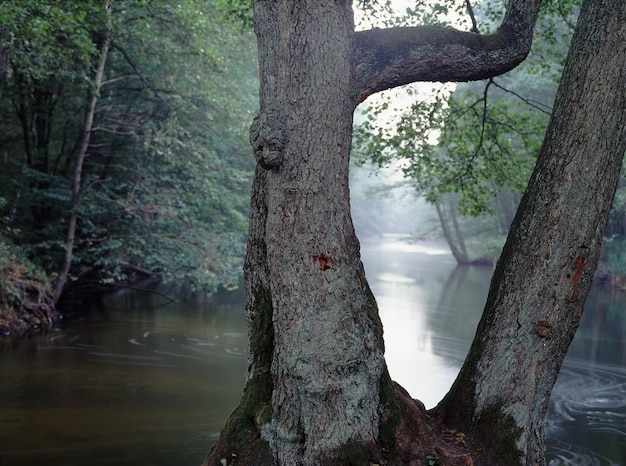 Close-up of tree trunk by river